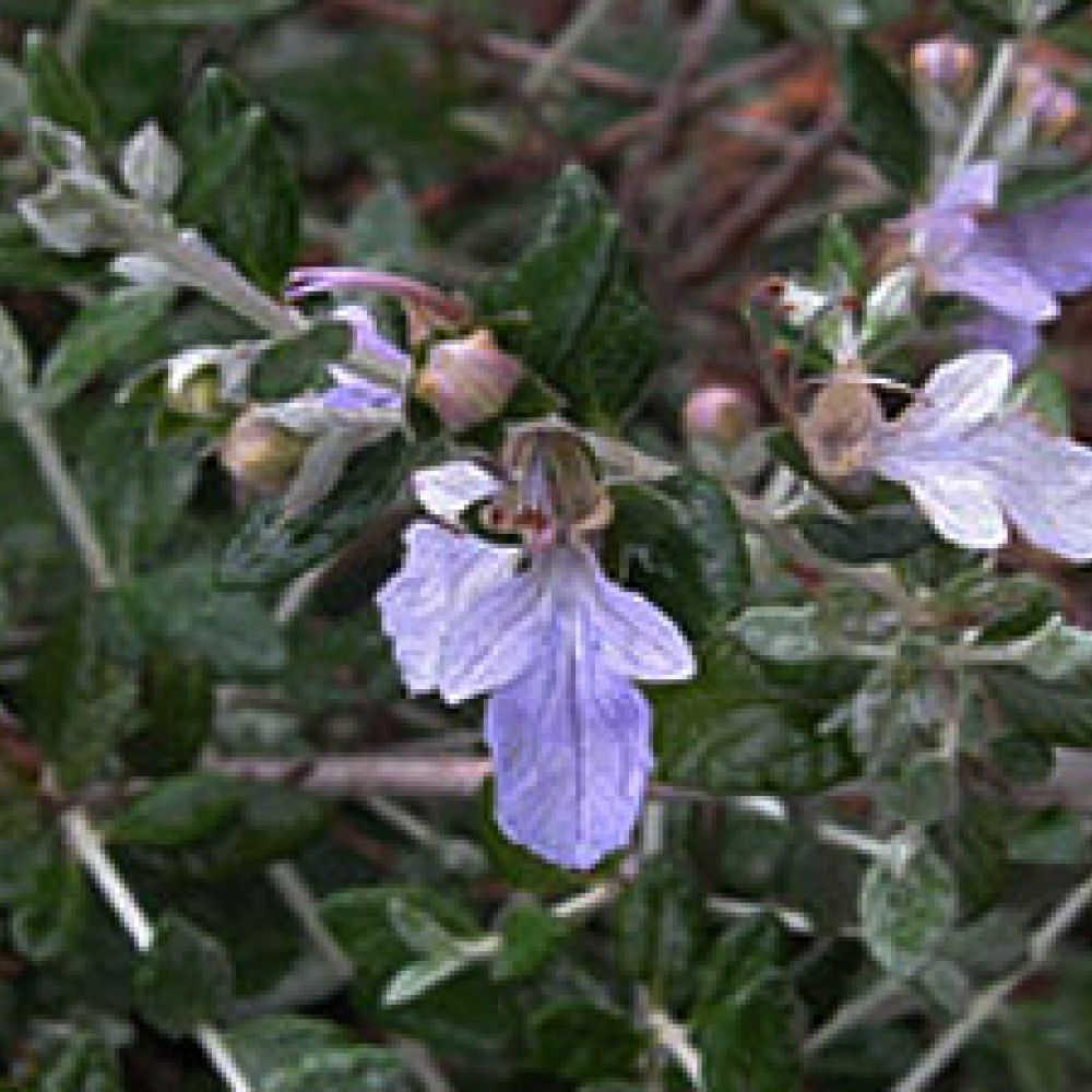 Tencrium T 15 L en Vivero Agropecuaria Agrovivero Tienda Online