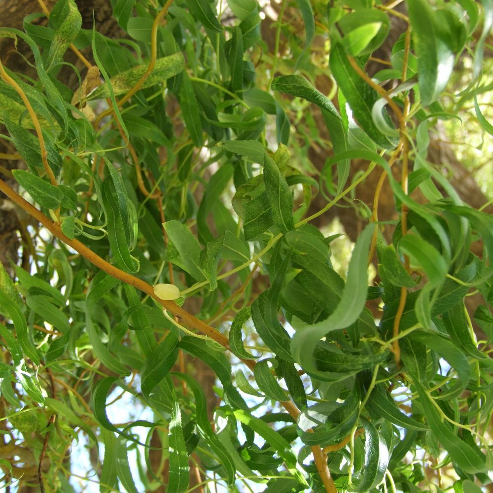 Sauce Sauce Llorón/Eléctrico Inj 810 en Vivero Agropecuaria Agrovivero