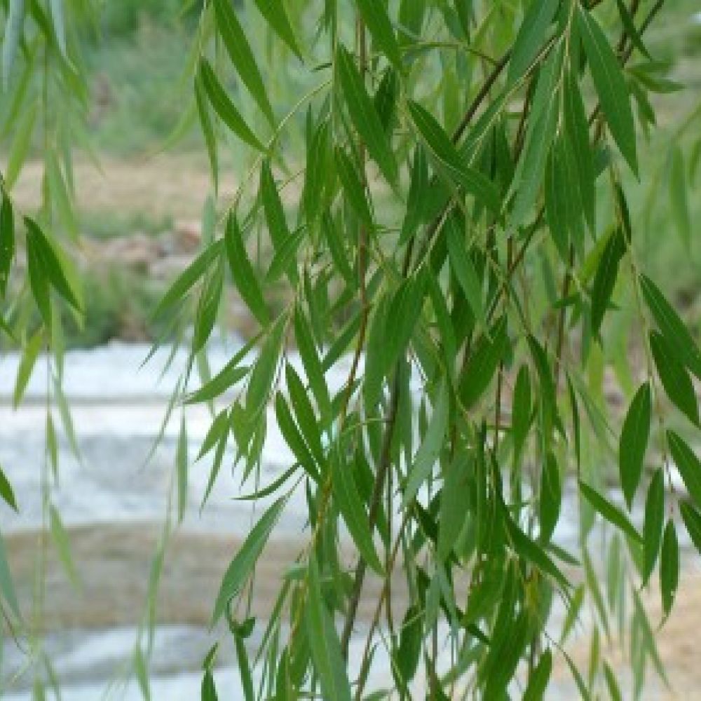 Sauce Sauce Llorón/Eléctrico Inj 810 en Vivero Agropecuaria Agrovivero